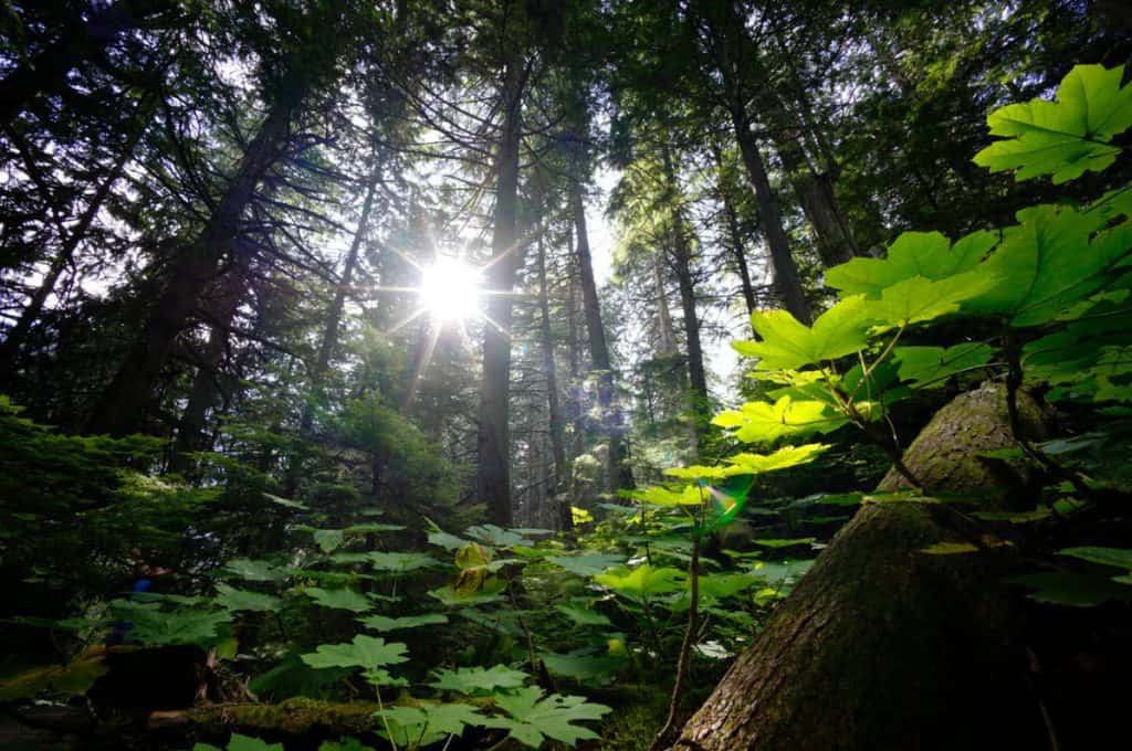 enviromental picture